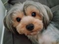 11 Aylık Yorkshire Terrier