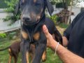 2 Aylık Doberman Yavrularım