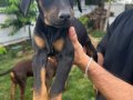 2 Aylık Doberman Yavrularım