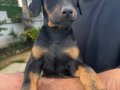 2 Aylık Doberman Yavrularım