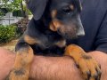 2 Aylık Doberman Yavrularım
