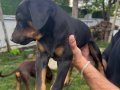 2 Aylık Doberman Yavrularım
