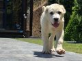 Güç, Asalet ve Sadakat Alabay Yavruları