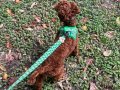 Uygun fiyata verilecektir  Toy poodle red 