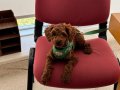 Uygun fiyata verilecektir  Toy poodle red 