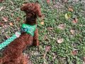 Uygun fiyata verilecektir  Toy poodle red 