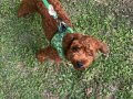 Uygun fiyata verilecektir  Toy poodle red 