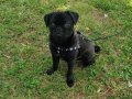 Aşırı Enerjik Siyah İnci Pug 