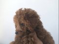 Orijinal toy poodle yavrusu 