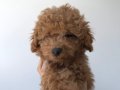 Orijinal toy poodle yavrusu 