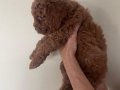 Ozel Secereli Mini Toy Poodle