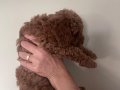 Ozel Secereli Mini Toy Poodle