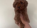 Ozel Secereli Mini Toy Poodle