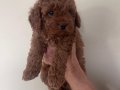 Ozel Secereli Mini Toy Poodle
