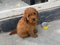 Toy poodle brown erkek 