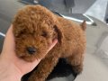 Toy poodle brown erkek 