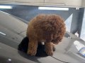 Toy poodle brown erkek 