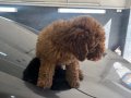 Toy poodle brown erkek 