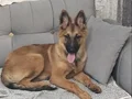 B kalite sağlıklı cipli aşıları tam Belçika kurdu 