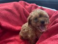 50 günlük erkek teacup maltipoo