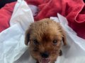 50 günlük erkek teacup maltipoo
