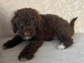 ACİL POODLE 3 AYLIK 