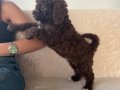ACİL POODLE 3 AYLIK 