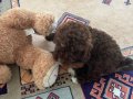 ACİL POODLE 3 AYLIK 