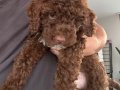 ACİL POODLE 3 AYLIK 