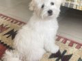 Maltese pamuk 