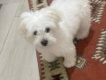 Maltese pamuk 