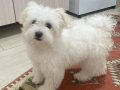 Maltese pamuk 