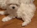 Safkan Kore Maltese(Şampiyon ailesinden) A kalite kısa burun
