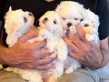Safkan Kore Maltese(Şampiyon ailesinden) A kalite kısa burun