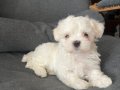Safkan Kore Maltese(Şampiyon ailesinden) A kalite kısa burun