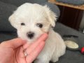 Safkan Kore Maltese(Şampiyon ailesinden) A kalite kısa burun