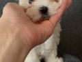 Safkan Kore Maltese(Şampiyon ailesinden) A kalite kısa burun