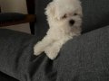 Safkan Kore Maltese(Şampiyon ailesinden) A kalite kısa burun