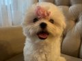 Safkan Kore Maltese 0 beden şampiyon anne baba dan 