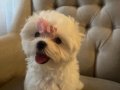 Safkan Kore Maltese 0 beden şampiyon anne baba dan 