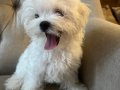 Safkan Kore Maltese 0 beden şampiyon anne baba dan 