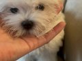 Safkan Kore Maltese 0 beden şampiyon anne baba dan 
