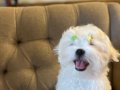 Safkan Kore Maltese 0 beden şampiyon anne baba dan 
