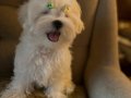 Safkan Kore Maltese 0 beden şampiyon anne baba dan 
