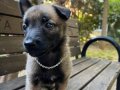 Saf belçika kurdu (malinois) yavrumuz 40 günlüktür