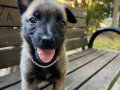 Saf belçika kurdu (malinois) yavrumuz 40 günlüktür