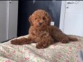 5 aylık kısırlaştırılmamıs dişi poodle