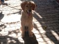 oyuncu, sevecen, dost canlısı