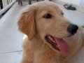 oyuncu, sevecen, dost canlısı