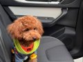 9 AYLIK SAF KAN TOY POODLE